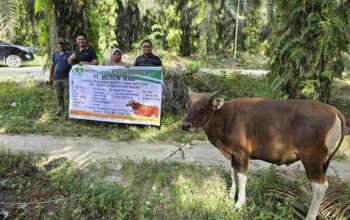 Nasional | Sambut Idul Adha 1447 H, PT Musim Mas Salurkan 22 Ekor Sapi Qurban untuk Desa dan Pekerja di Pelalawan 1001637954_11zon