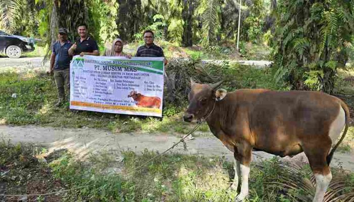 Nasional | Sambut Idul Adha 1447 H, PT Musim Mas Salurkan 22 Ekor Sapi Qurban untuk Desa dan Pekerja di Pelalawan