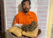 Polsek Bahorok Gagalkan Peredaran 2 Kilogram Ganja di Bukit Lawang, Satu Warga Bahorok Diamankan