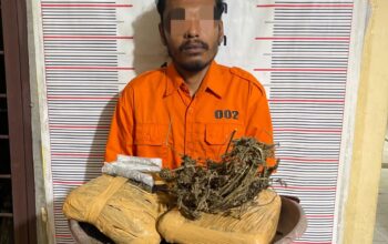 Polsek Bahorok Gagalkan Peredaran 2 Kilogram Ganja di Bukit Lawang, Satu Warga Bahorok Diamankan IMG-20260516-WA0006