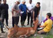 Tiga Lembu Kurban, Lapas Lubuk Pakam Tebar Kepedulian