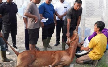 Tiga Lembu Kurban, Lapas Lubuk Pakam Tebar Kepedulian