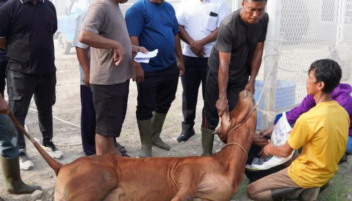 Tiga Lembu Kurban, Lapas Lubuk Pakam Tebar Kepedulian