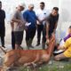 Tiga Lembu Kurban, Lapas Lubuk Pakam Tebar Kepedulian