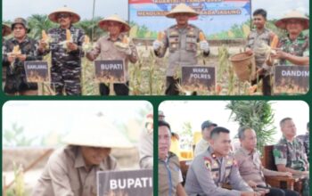 Sekertaris daerah kabupaten Ketapang Ikuti Panen Raya Jagung Serentak Nasional, Dukung Swasembada Pangan
