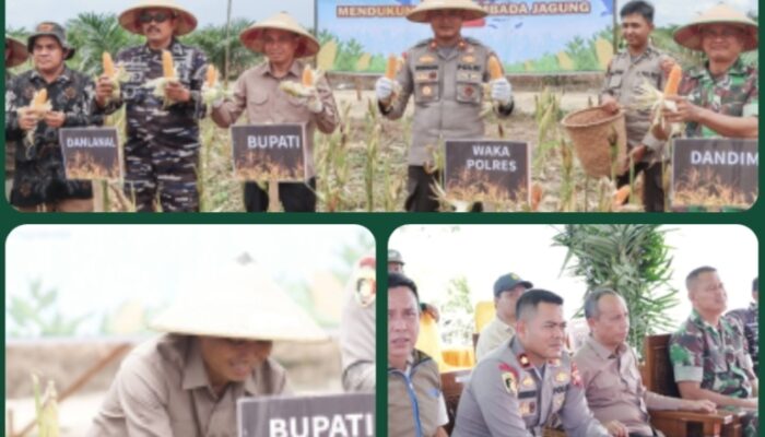 Sekertaris daerah kabupaten Ketapang Ikuti Panen Raya Jagung Serentak Nasional, Dukung Swasembada Pangan