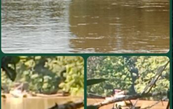 Kondisi rakit mesin ponton tambang emas tanpa izin (PETI) yang beroperasi bebas di aliran Sungai Mensubang Ketapang Kalbar.