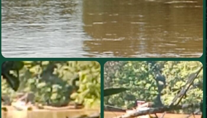 Sebabkan Air Keruh dán Ikan Langka, Mengapa Ponton Emas Ilegal di Sungai Mensubang Seakan Kebal Hukum?