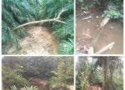 Diduga Rusak Lingkungan, PT Serikat Putra Pelalawan Didesak Masyarakat Segera Diperiksa Polda Riau