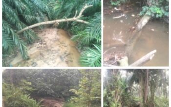 Diduga Rusak Lingkungan, PT Serikat Putra Pelalawan Didesak Masyarakat Segera Diperiksa Polda Riau