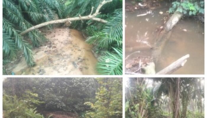 Diduga Rusak Lingkungan, PT Serikat Putra Pelalawan Didesak Masyarakat Segera Diperiksa Polda Riau