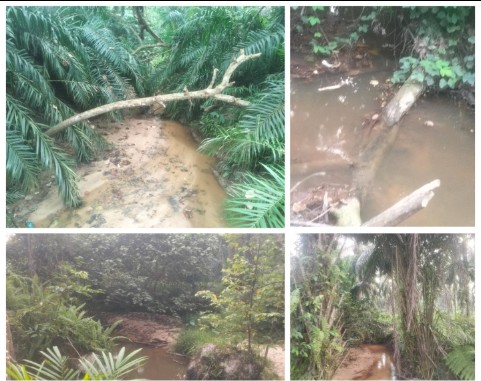 Kondisi aliran sungai di Kabupaten Pelalawan Riau yang diduga ditanami pohon kelapa sawit hingga ke bibir sempadan.