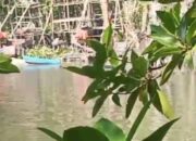 Habitat Kepiting Bakau Lenyap! Nelayan Sungai Antan Menjerit: Sampai Kapan Pembiaran Tambang Ilegal Berlanjut?