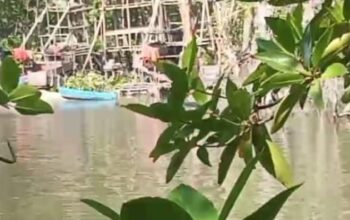 Aktivitas tambang timah ilegal di aliran Sungai Antan yang merusak ekosistem bakau.