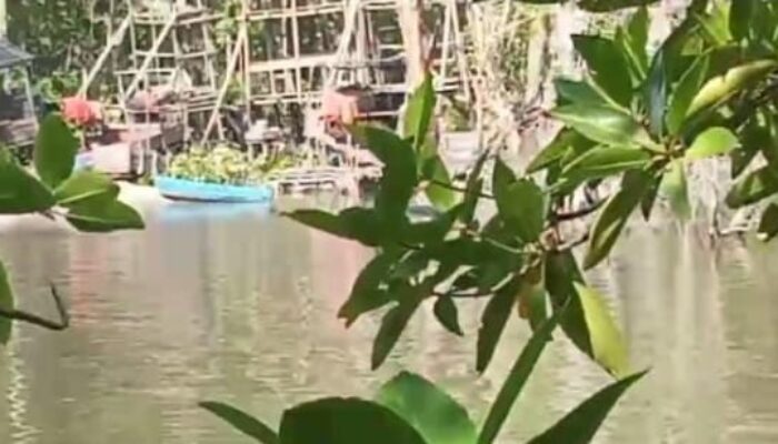 Habitat Kepiting Bakau Lenyap! Nelayan Sungai Antan Menjerit: Sampai Kapan Pembiaran Tambang Ilegal Berlanjut?