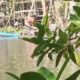 Aktivitas tambang timah ilegal di aliran Sungai Antan yang merusak ekosistem bakau.