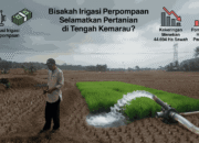 Kemarau Panjang Ancam Ketahanan Pangan Nasional, Sawah Mengering: Akankah Irigasi Perpompaan Jadi Jawaban?
