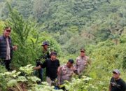 Respon Cepat Polres Langkat Ungkap Ladang Ganja di Kuala, 11 Batang Diamankan
