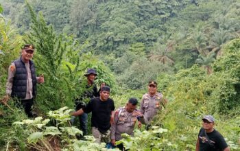 Respon Cepat Polres Langkat Ungkap Ladang Ganja di Kuala, 11 Batang Diamankan