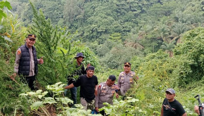 Respon Cepat Polres Langkat Ungkap Ladang Ganja di Kuala, 11 Batang Diamankan