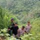 Respon Cepat Polres Langkat Ungkap Ladang Ganja di Kuala, 11 Batang Diamankan