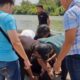 Hendak Kabur ke Luar Daerah, Pelaku Dugaan Kekerasan Seksual Anak Diamankan Polres Belitung
