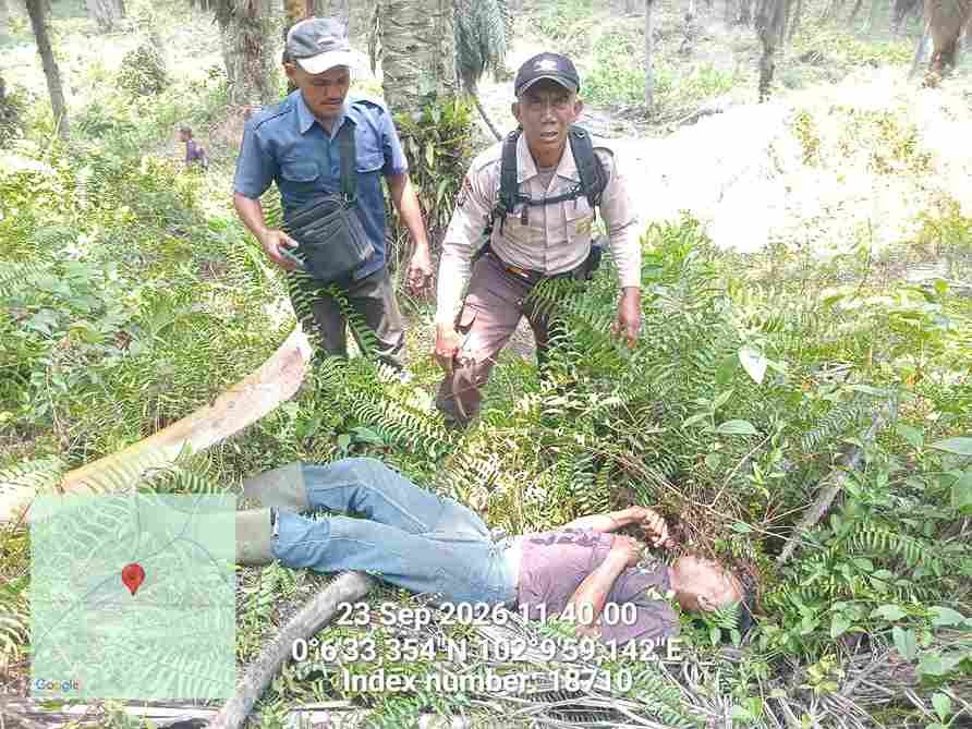 Lokasi perkebunan sawit Divisi V, Desa Air Terjun, Kecamatan Bandar Petalangan, Pelalawan.