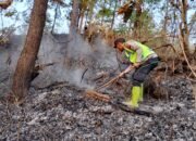 Bara Sisa Tebangan Kembali Menyala, Api Nyaris Melahap Hutan Cimanggu: Belasan Pohon Terdampak