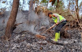 Bara Sisa Tebangan Kembali Menyala, Api Nyaris Melahap Hutan Cimanggu: Belasan Pohon Terdampak Berkat kesigapan petugas gabungan dan warga, api dari sisa tebangan yang merembet ke kawasan hutan Cimanggu, Cilacap, berhasil dipadamkan setelah dua jam berjibaku.