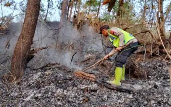 Berkat kesigapan petugas gabungan dan warga, api dari sisa tebangan yang merembet ke kawasan hutan Cimanggu, Cilacap, berhasil dipadamkan setelah dua jam berjibaku.