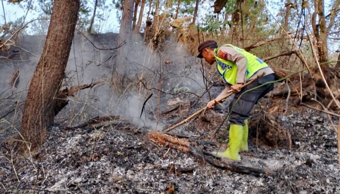 Bara Sisa Tebangan Kembali Menyala, Api Nyaris Melahap Hutan Cimanggu: Belasan Pohon Terdampak