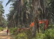 Diduga Replanting Sawit Dimulai, Warga Air Terjun dan Masyarakat Terdampak Berharap Konflik Lahan Segera Tuntas