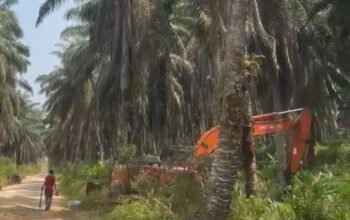 Diduga Replanting Sawit Dimulai, Warga Air Terjun dan Masyarakat Terdampak Berharap Konflik Lahan Segera Tuntas