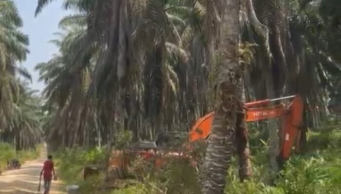 Diduga Replanting Sawit Dimulai, Warga Air Terjun dan Masyarakat Terdampak Berharap Konflik Lahan Segera Tuntas