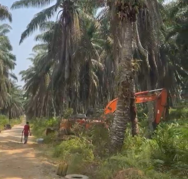 kebun kelapa sawit dan aktivitas perkebunan di wilayah Kabupaten Pelalawan.