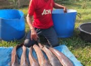 Kemarau Bikin Air Kolam Menyusut, Penyuluh Ingatkan Pembudidaya Amankan Indukan Lele Betina