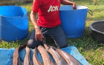 Kemarau Bikin Air Kolam Menyusut, Penyuluh Ingatkan Pembudidaya Amankan Indukan Lele Betina Ilustrasi pemeriksaan kondisi kolam budidaya lele oleh penyuluh perikanan di Bogor saat musim kemarau.