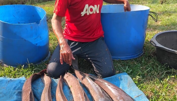 Kemarau Bikin Air Kolam Menyusut, Penyuluh Ingatkan Pembudidaya Amankan Indukan Lele Betina