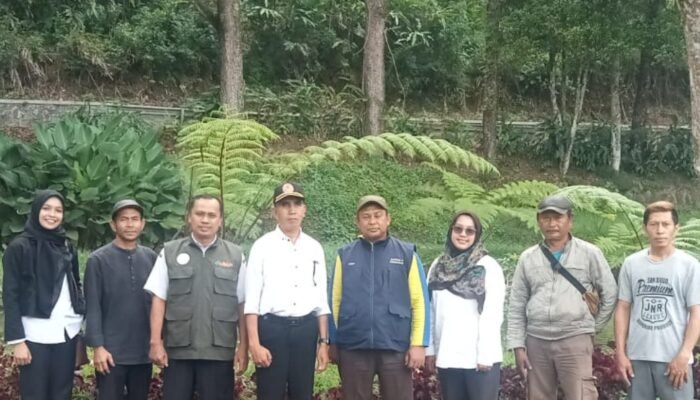 Hama Ganggu Tanaman Cengkeh Petani Bogor, Dinas Perkebunan Jabar Turun Tangan: Apa solusinya?