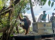 Sempat Diberi Oksigen, Orangutan Sempurna Tak Terselamatkan di Tengah Kepungan Asap Karhutla