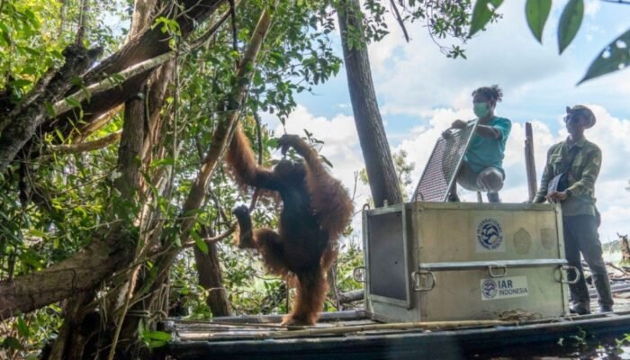 Sempat Diberi Oksigen, Orangutan Sempurna Tak Terselamatkan di Tengah Kepungan Asap Karhutla