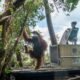 Sempat Diberi Oksigen, Orangutan Sempurna Tak Terselamatkan di Tengah Kepungan Asap Karhutla