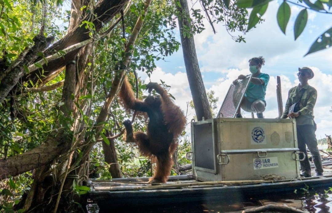 Tim penyelamat memberikan bantuan medis dan oksigen kepada orangutan Sempurna di Ketapang.