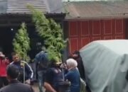 Bukan di Ladang, Ganja Justru Ditanam di Rumah: 36 Tanaman Diamankan Polisi