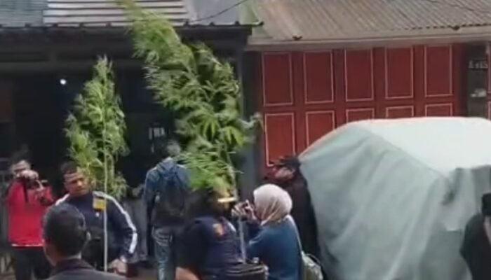 Bukan di Ladang, Ganja Justru Ditanam di Rumah: 36 Tanaman Diamankan Polisi