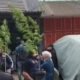 Bukan di Ladang, Ganja Justru Ditanam di Rumah: 36 Tanaman Diamankan Polisi