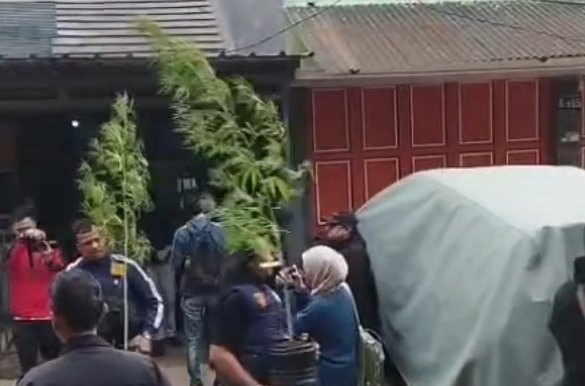 Barang bukti tanaman ganja dan lampu UV yang diamankan Polrestabes Bandung di Cileunyi.