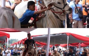 Kontes Sapi APPSI Piala Presiden 2026 Digelar di Bogor, Dinas Perikanan dan Peternakan Perkuat Pengawasan Kesehatan Hewan