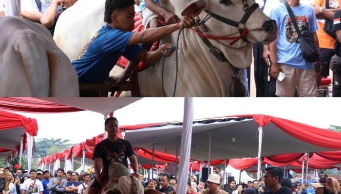 Kontes Sapi APPSI Piala Presiden 2026 Digelar di Bogor, Dinas Perikanan dan Peternakan Perkuat Pengawasan Kesehatan Hewan
