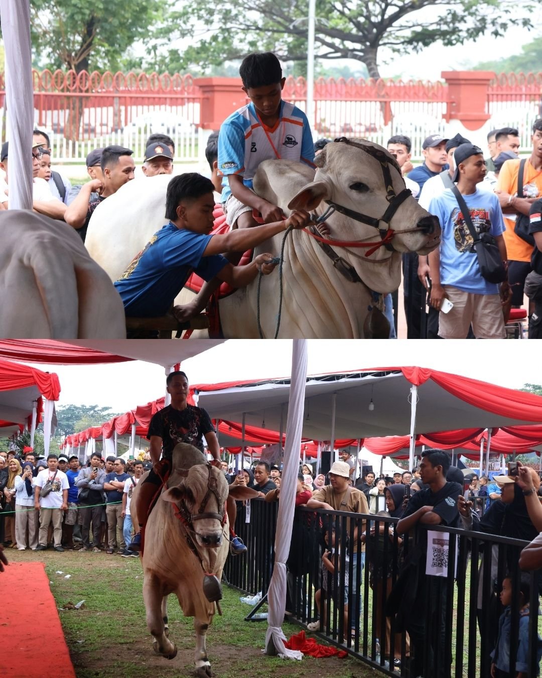 Suasana Kontes Sapi APPSI Piala Presiden 2026 di Gelora Pakansari, Kabupaten Bogor.